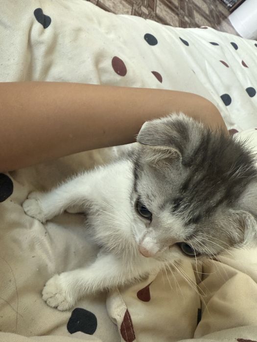 Отдам котенка в добрые руки