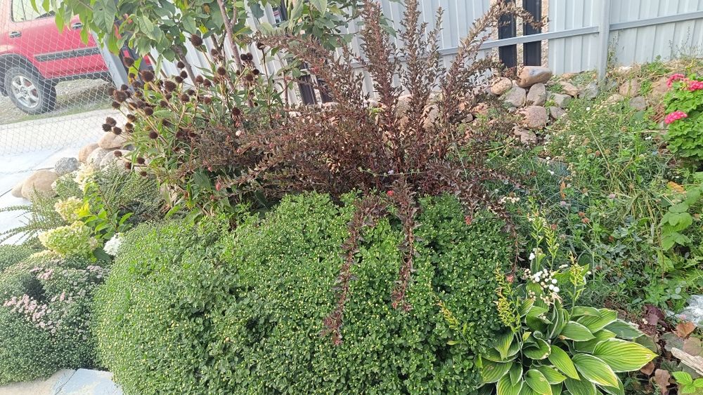 Продам декоративные кустарники