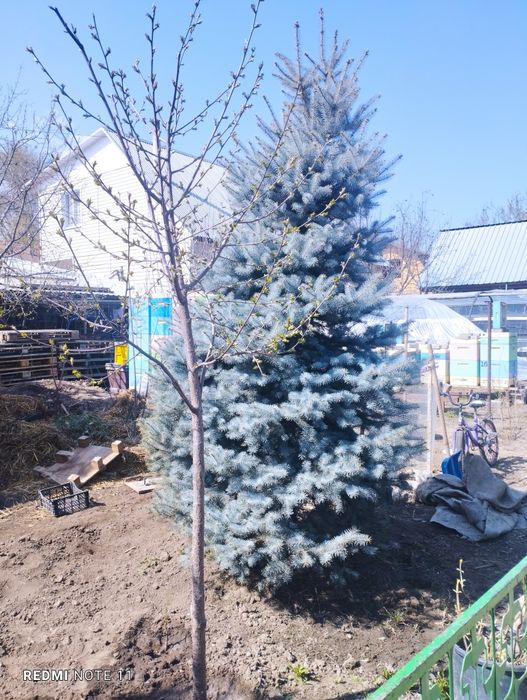 Продам две голубые ели