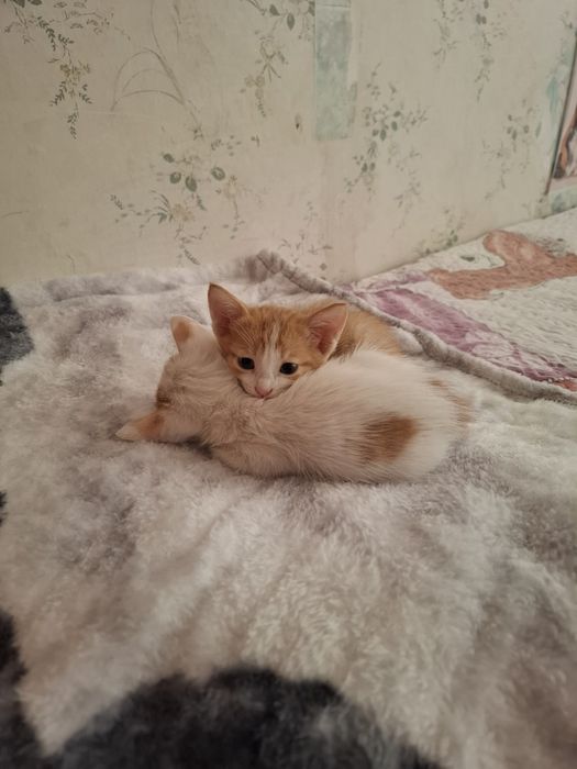 Отдам котят в добрые руки