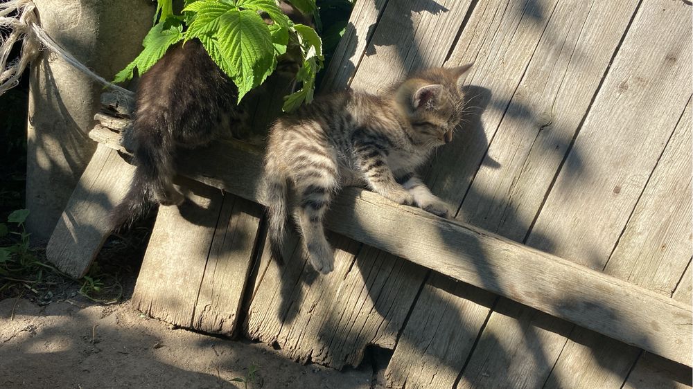 Продам шотландских котят