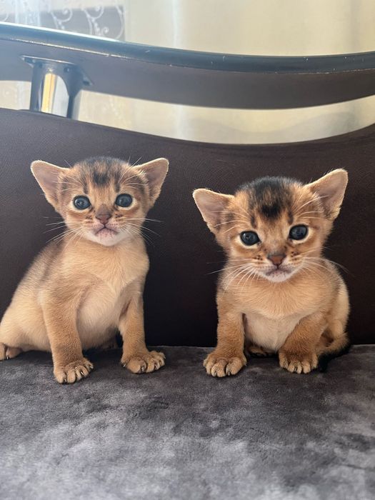 Абиссинские котята
