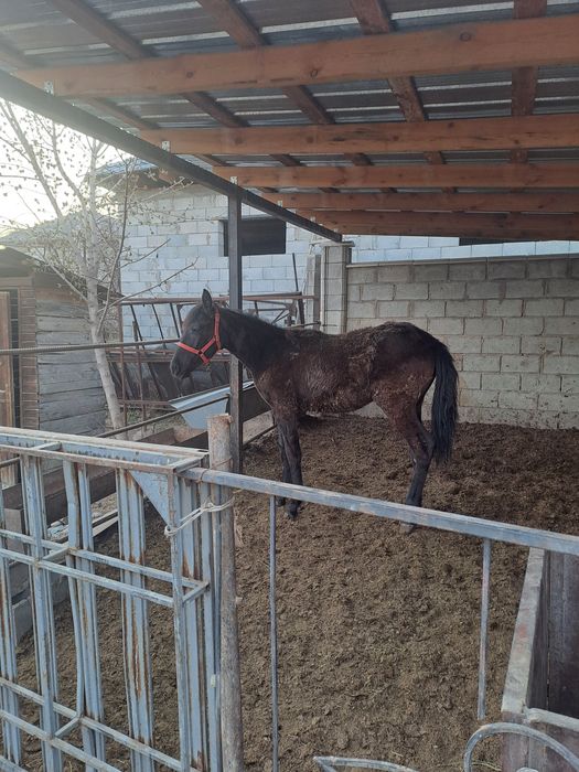 Тай сатам жабағы.