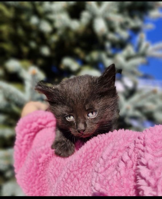 Отдам котят в хорошие руки