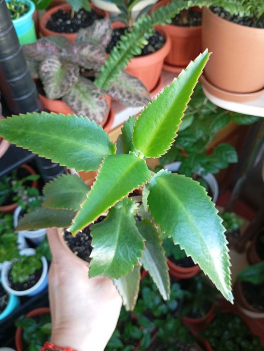 Продам комнатные растения