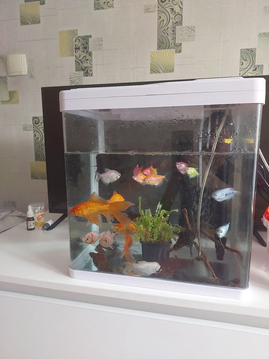 Аквариум большыми рыбками корм