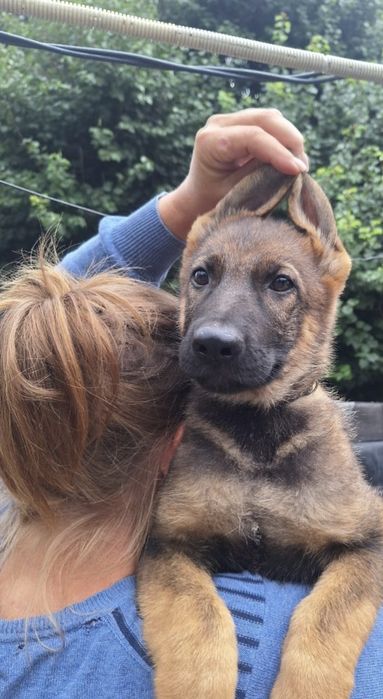 Щенки немецкой овчарки