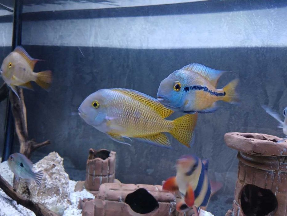 Akvarium baliqlar,filtrlar, korm hammasi arzon narxlarda AquaGear