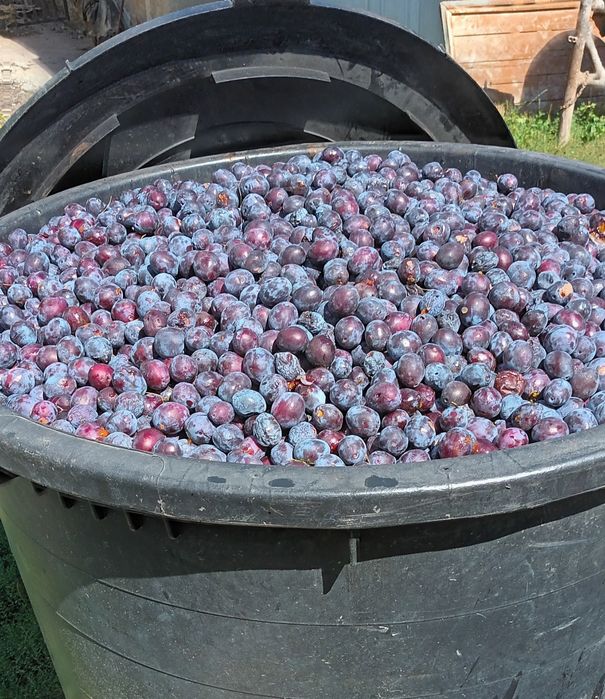 Prune roșii de țuică