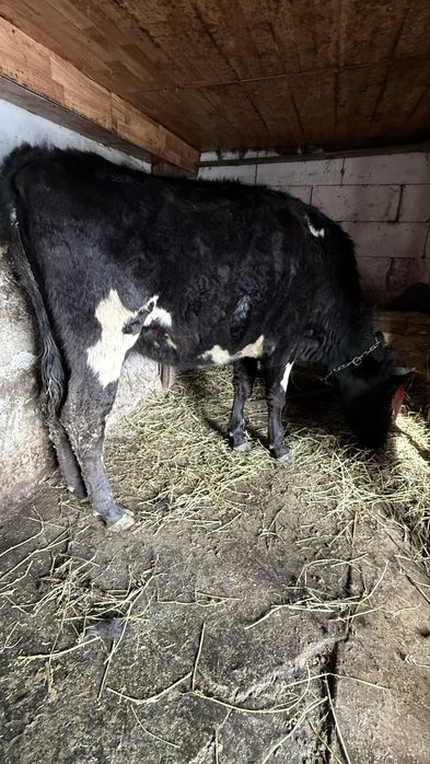 Vand/schimb Junica gestanta