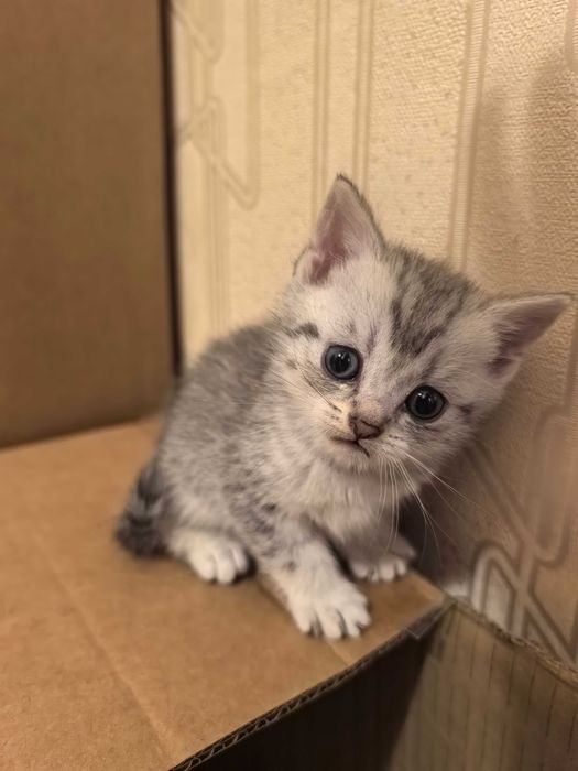Продам котят породистые