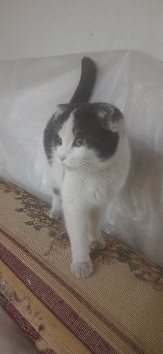 Mushuk fold. Мушук веслоуха . arzon narxda