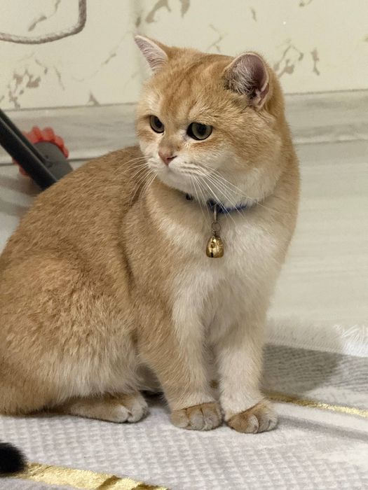 Serebristiy shinshilla