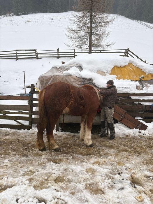 Vand sau schinb manza