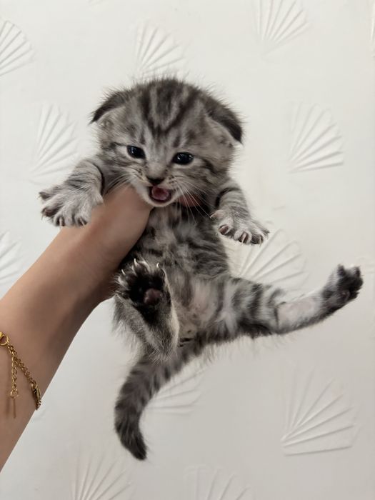 Шотландский котик, мальчик, продаётся