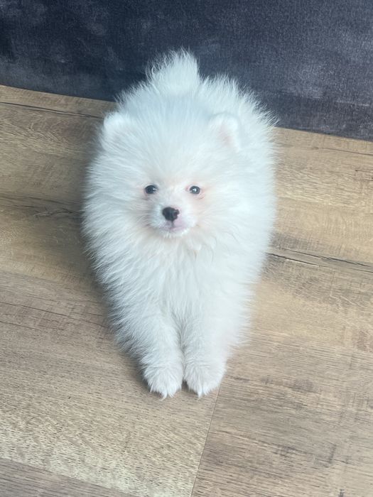 Померан мъжки бял