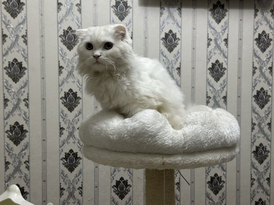 Кошка Скоттиш-фолд