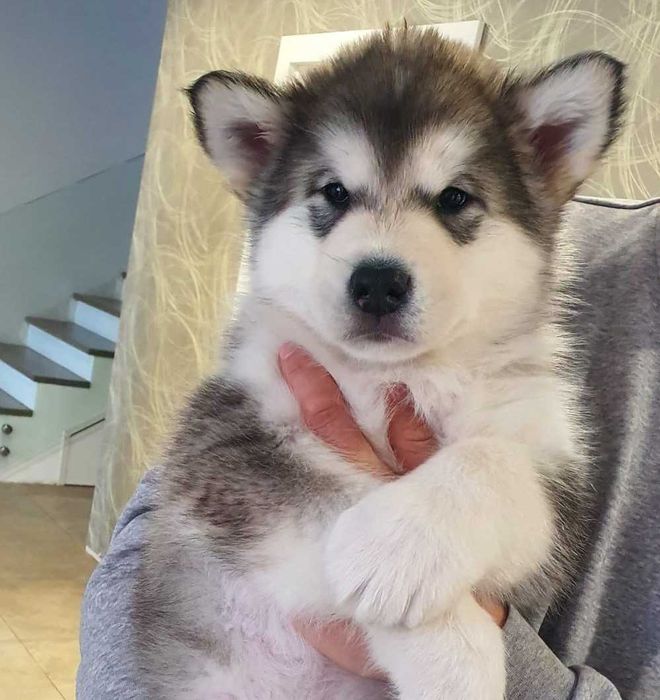 Pui Malamut de Alaska cu Pedigree - calitate exceptionala