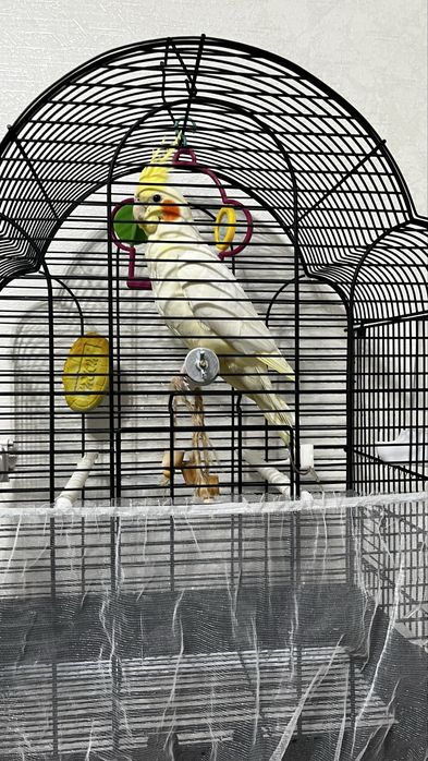 Продам попугай карелла