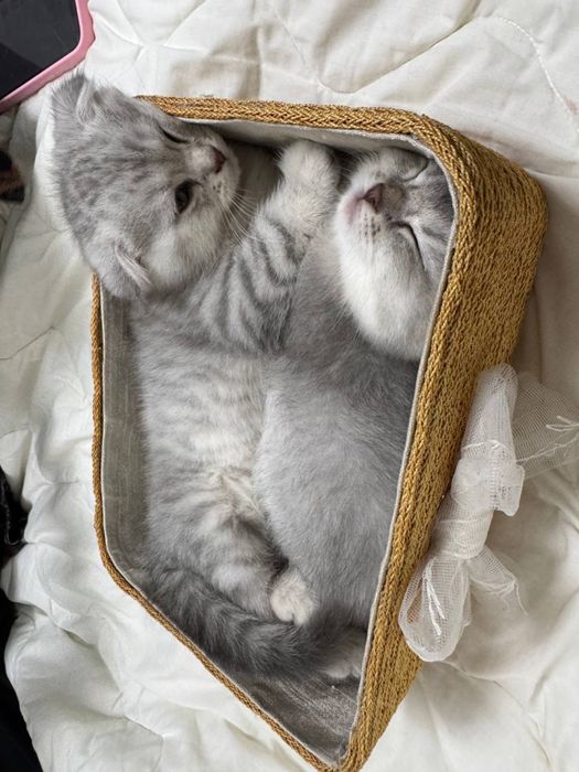 Продаются Котята