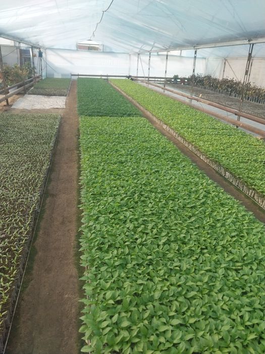 Кучатлар бор хар хил турдаги