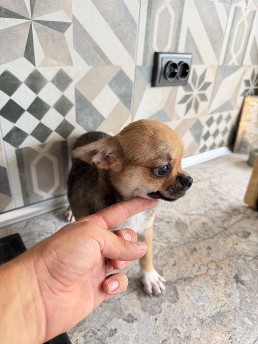 Chihuahua Чихуахуа