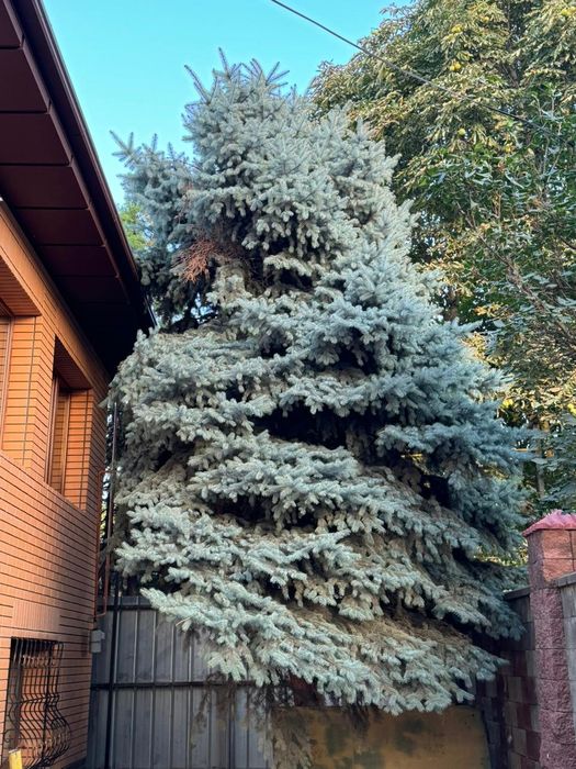 Продам елочку на новый год!