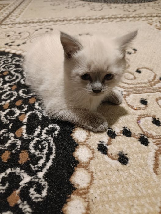 Котята девочка британская кратко шортсная