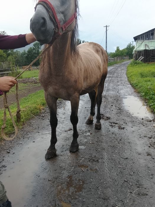 Vând sau schimb cal de 4 ani