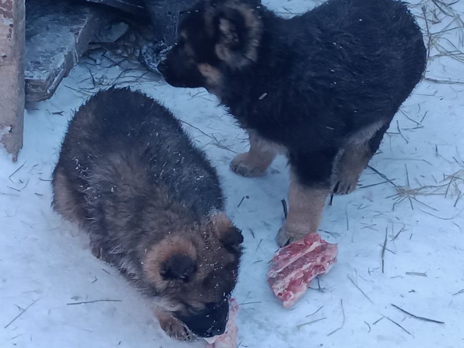 Продам щенков немецкой овчарки