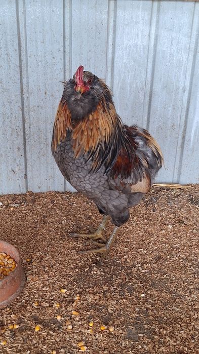 Vand cocosi Araucana