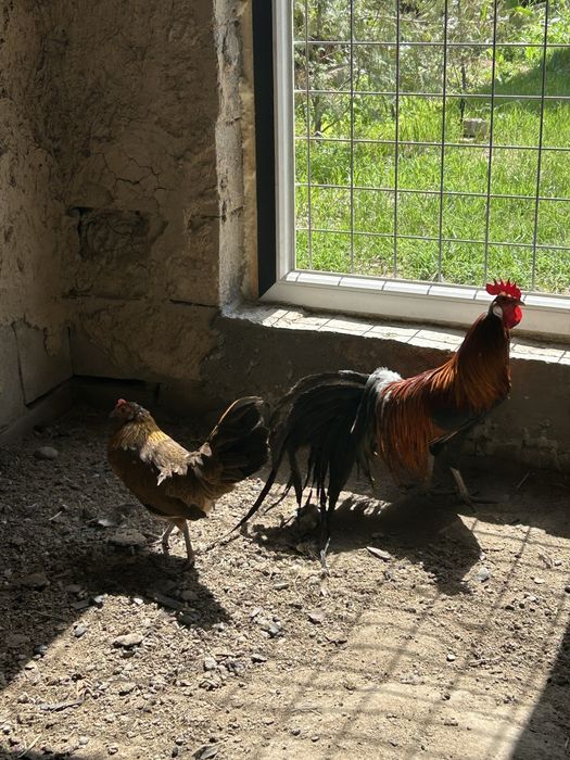 продаю курей породы феникс