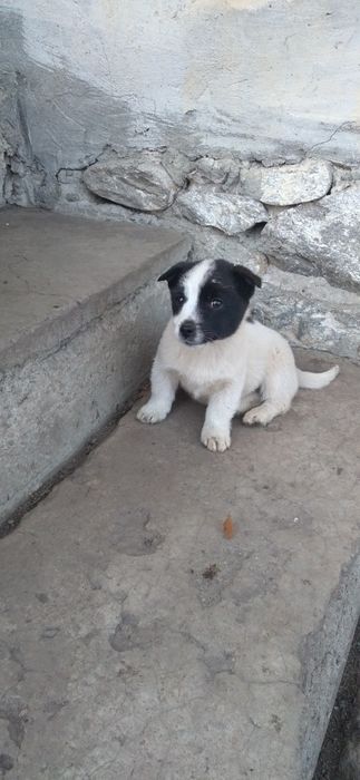 Donez trei catei  doua femele și un mascul