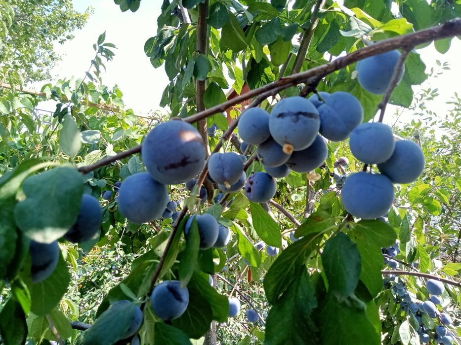 Продам сливы и виноград
