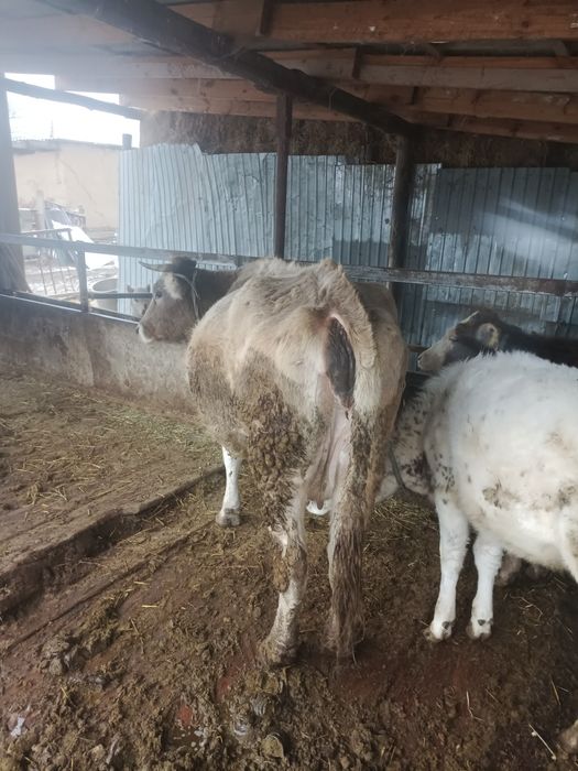 Алатау сиыры сатылады