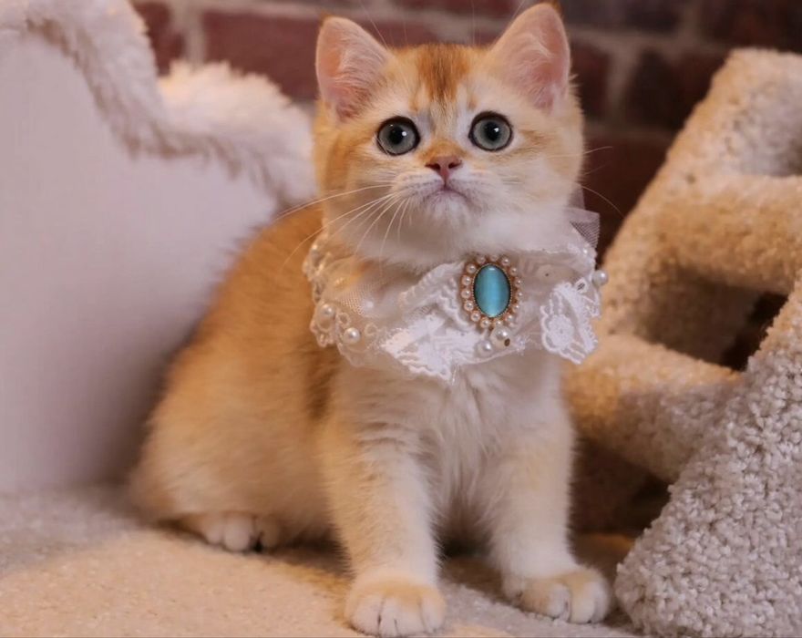 Котята британские из питомника