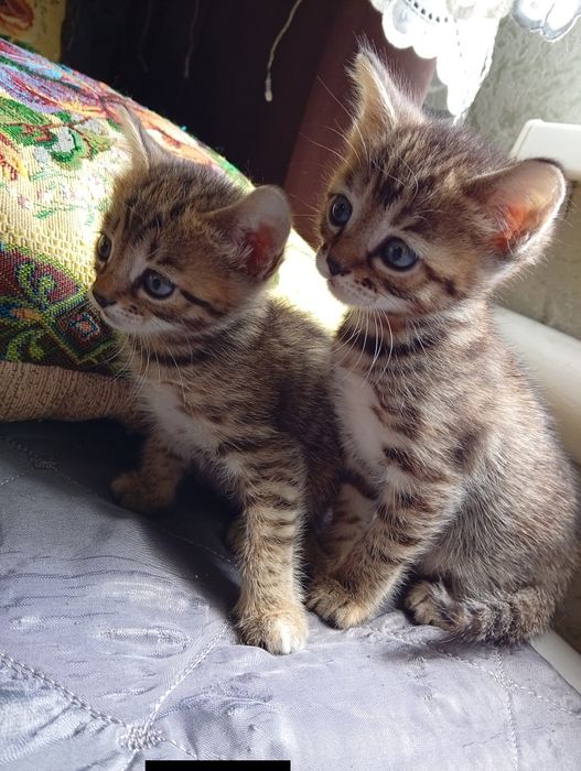 Бенгальские котята