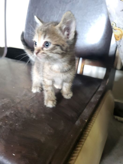 Котята в добрые руки!