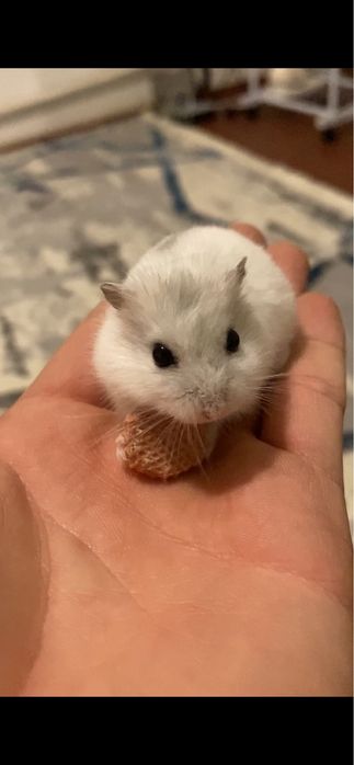 Хомяк сатылады баскудык улица байтерек