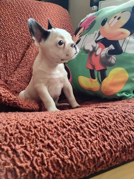 Bulldog francez mascul