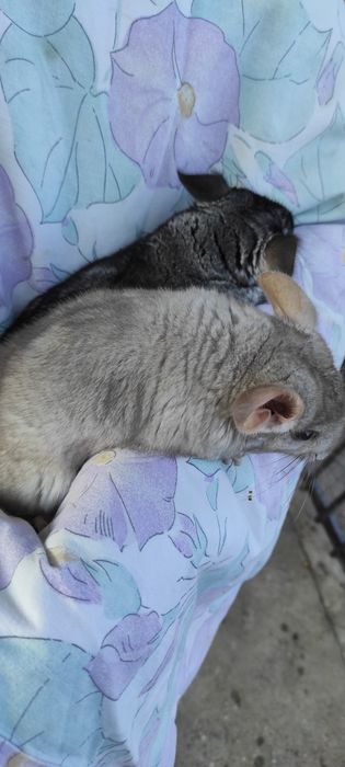 Pui chinchilla, chinchila, șinșila gri standard