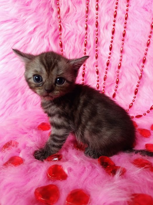 Остались 2 котят девочек шотландка+бенгал