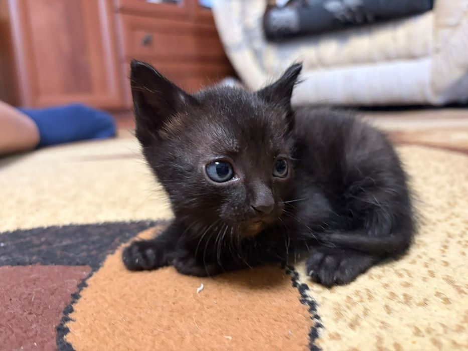 отдам котят в хорошие руки
