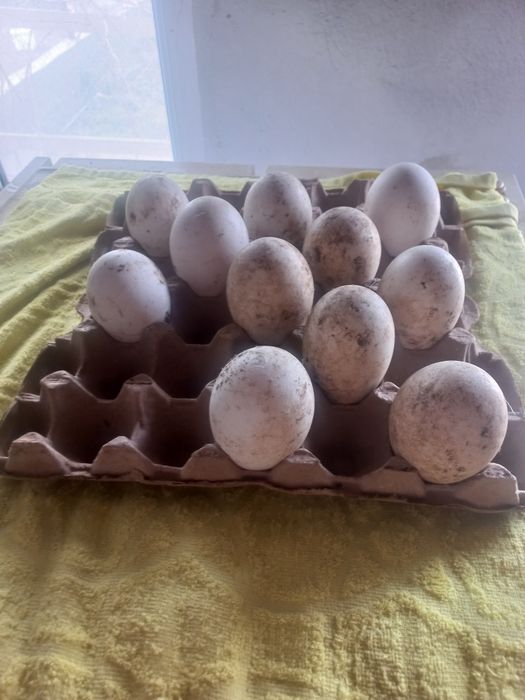 Қаздың жұмыртқасы инкуваторға