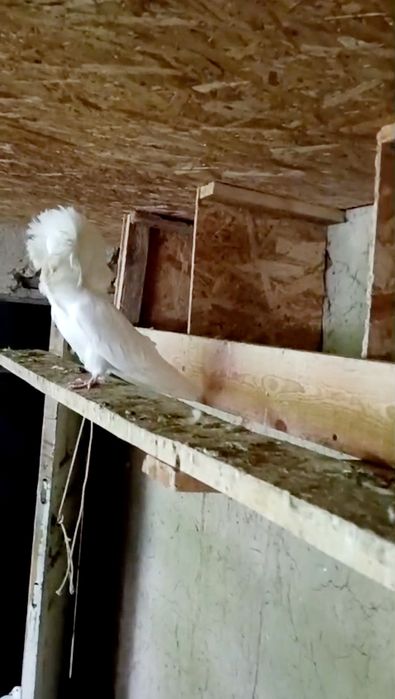 Голуби породы якобины