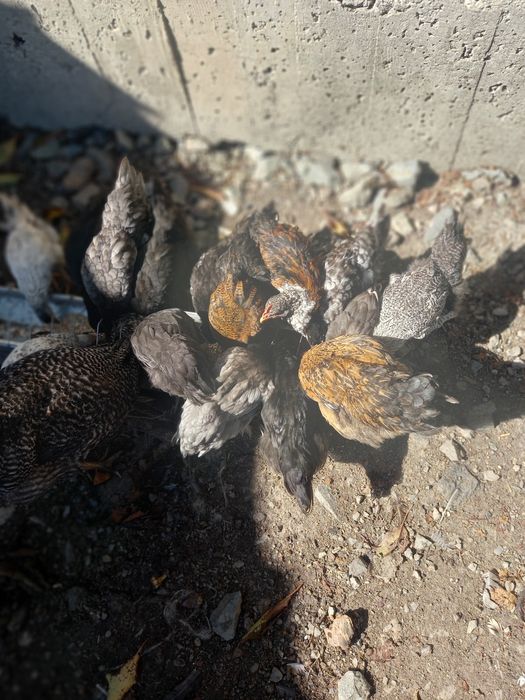 Pui de de găină scoși de closca de asta primăvară