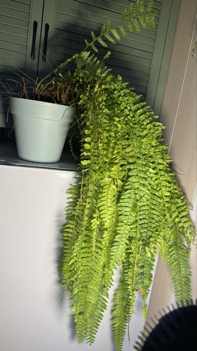 Нефролепис  Тигр