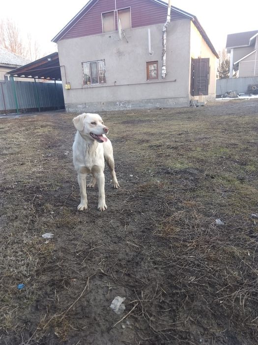 Рабрадор ретривер