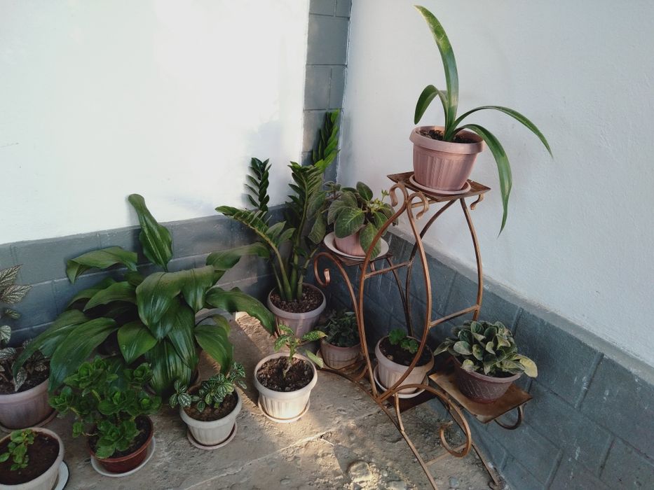 Гүлдер сатамыз,бағасы келісімді