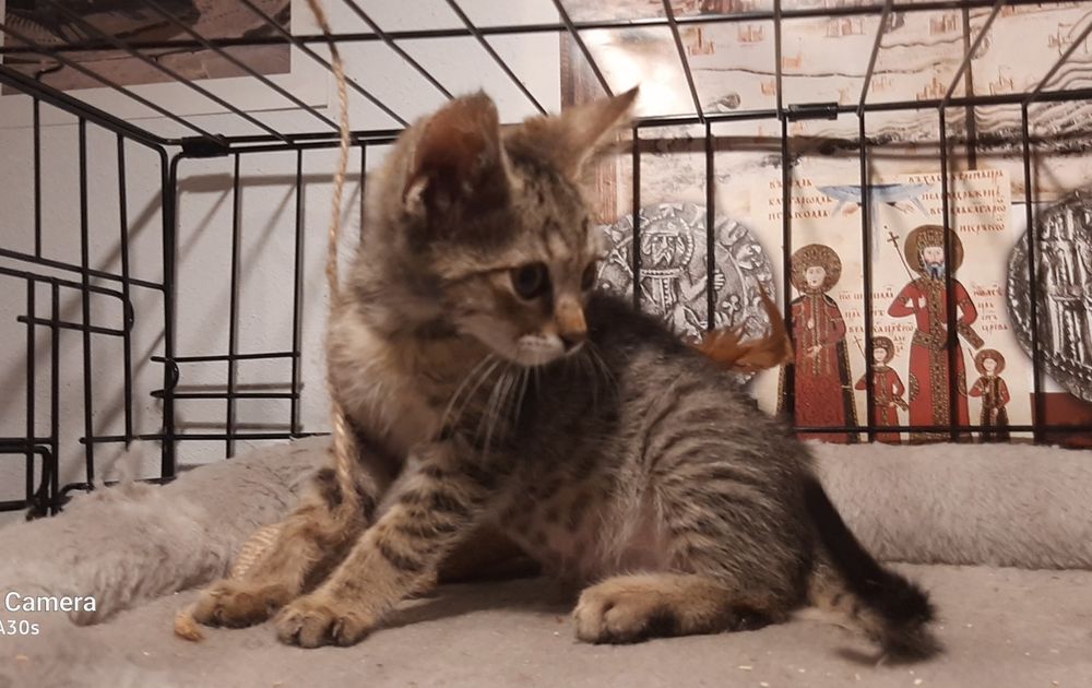 Котарачето Вито на 3 месеца търси дом
